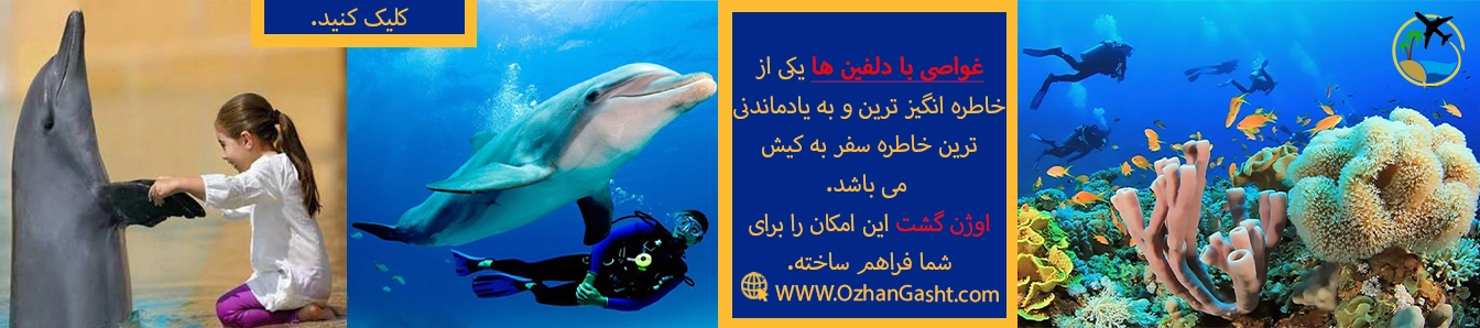  غواصی با دلفین